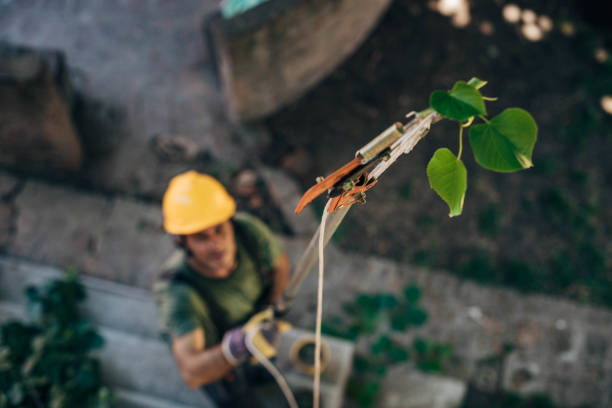 Dead Tree Removal